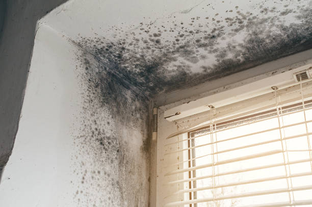 Affordable Attic Mold Remediation solutions in Shamokin, PA